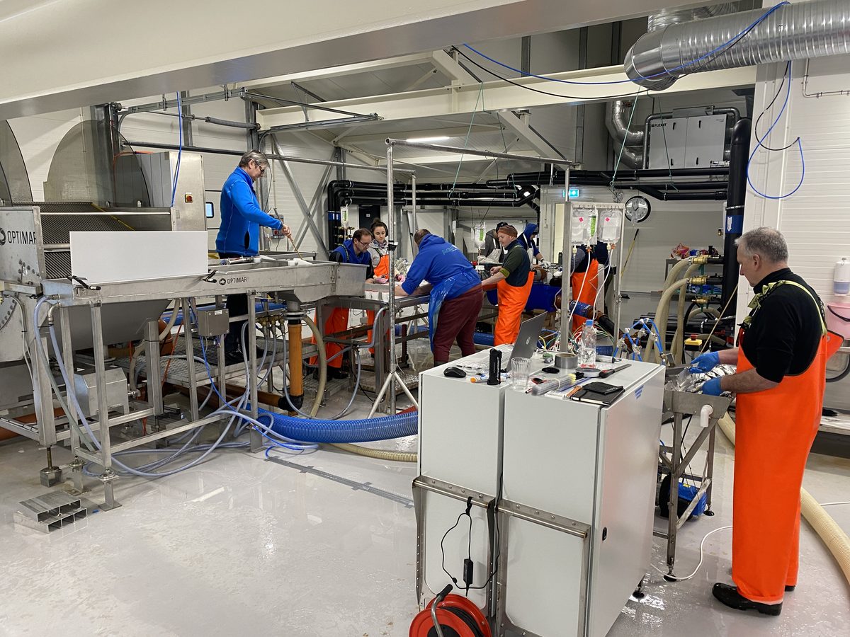 Inoca working alongside a hand vaccination team in Norway.